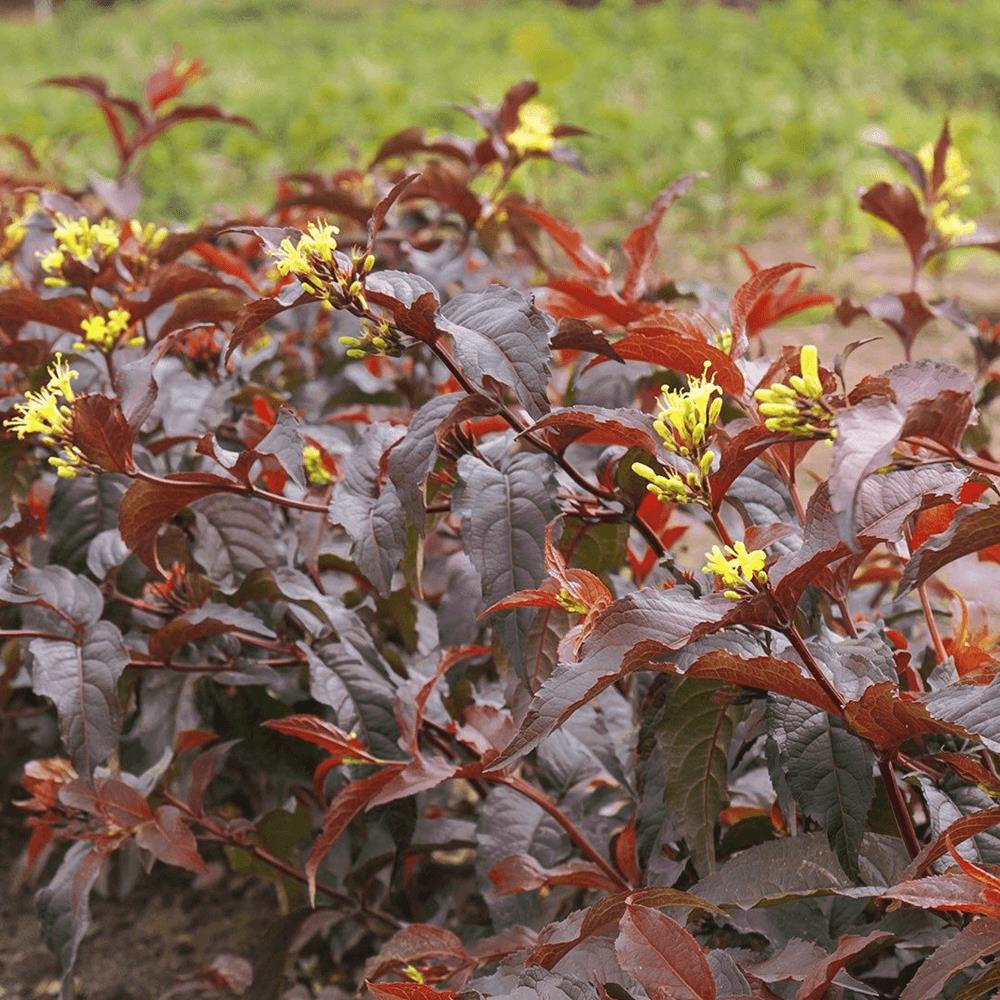 Diervilla splendens Diva