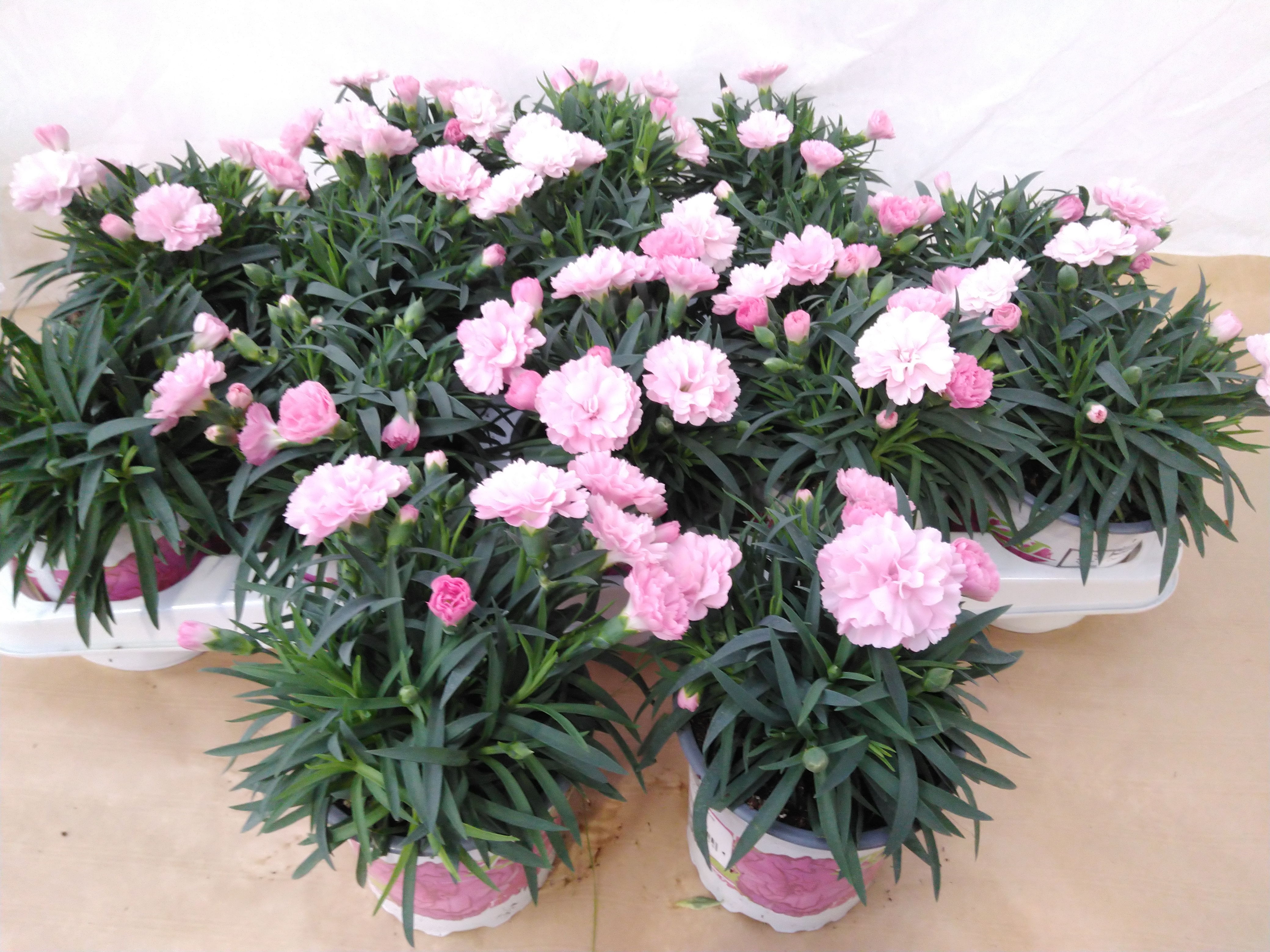 Dianthus hybr. 'I Love You' 