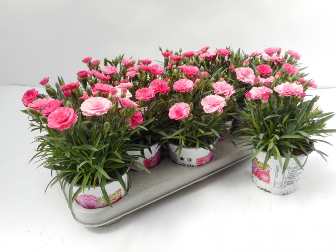 Dianthus hybr. 'I Love You' 
