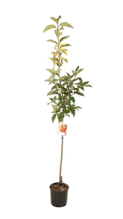 Diospyros kaki 'Mela'  - Halfstam / DT