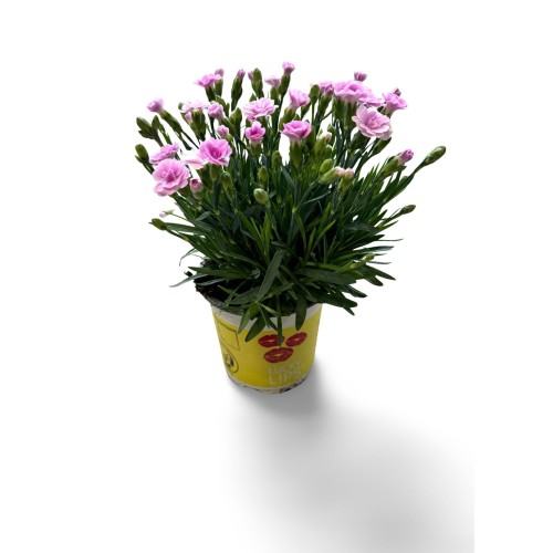 Dianthus 'Lucky Lips Lavendel'