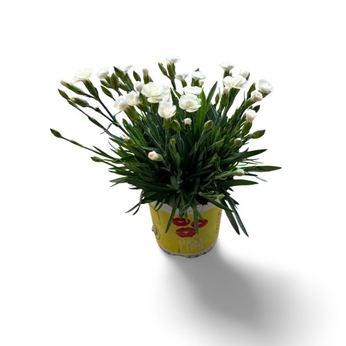 Dianthus 'Lucky Lips White'