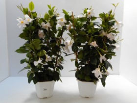 Dipladenia Rek Mix