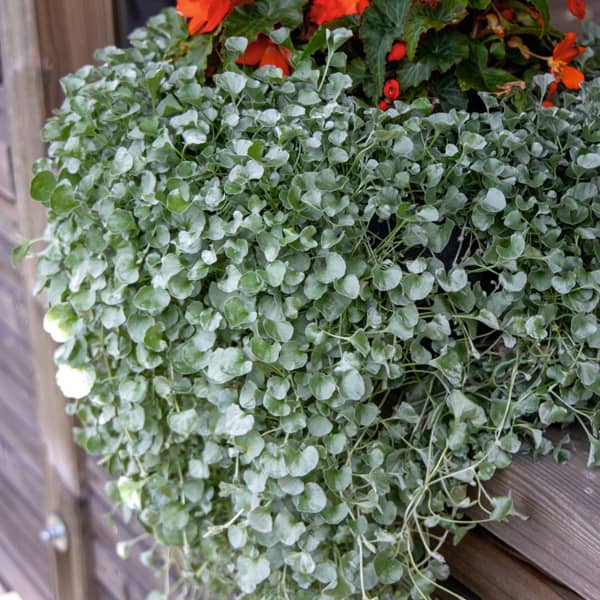 Dichondra 'Silver Falls' grijs blad - feuille gris Dichondra 'Silver Falls' grijs blad - feuille gris
