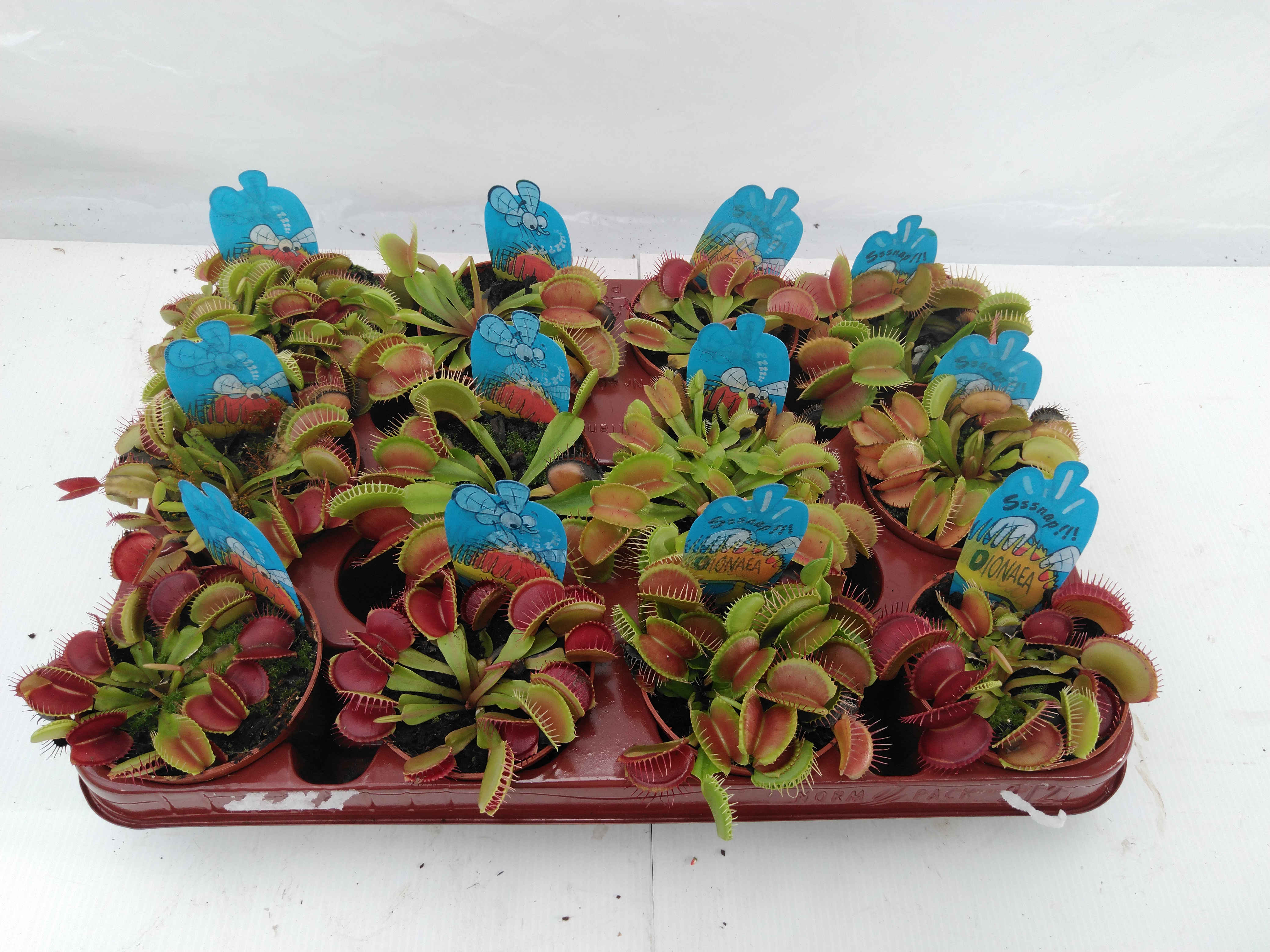 Dionaea muscipula + etiket