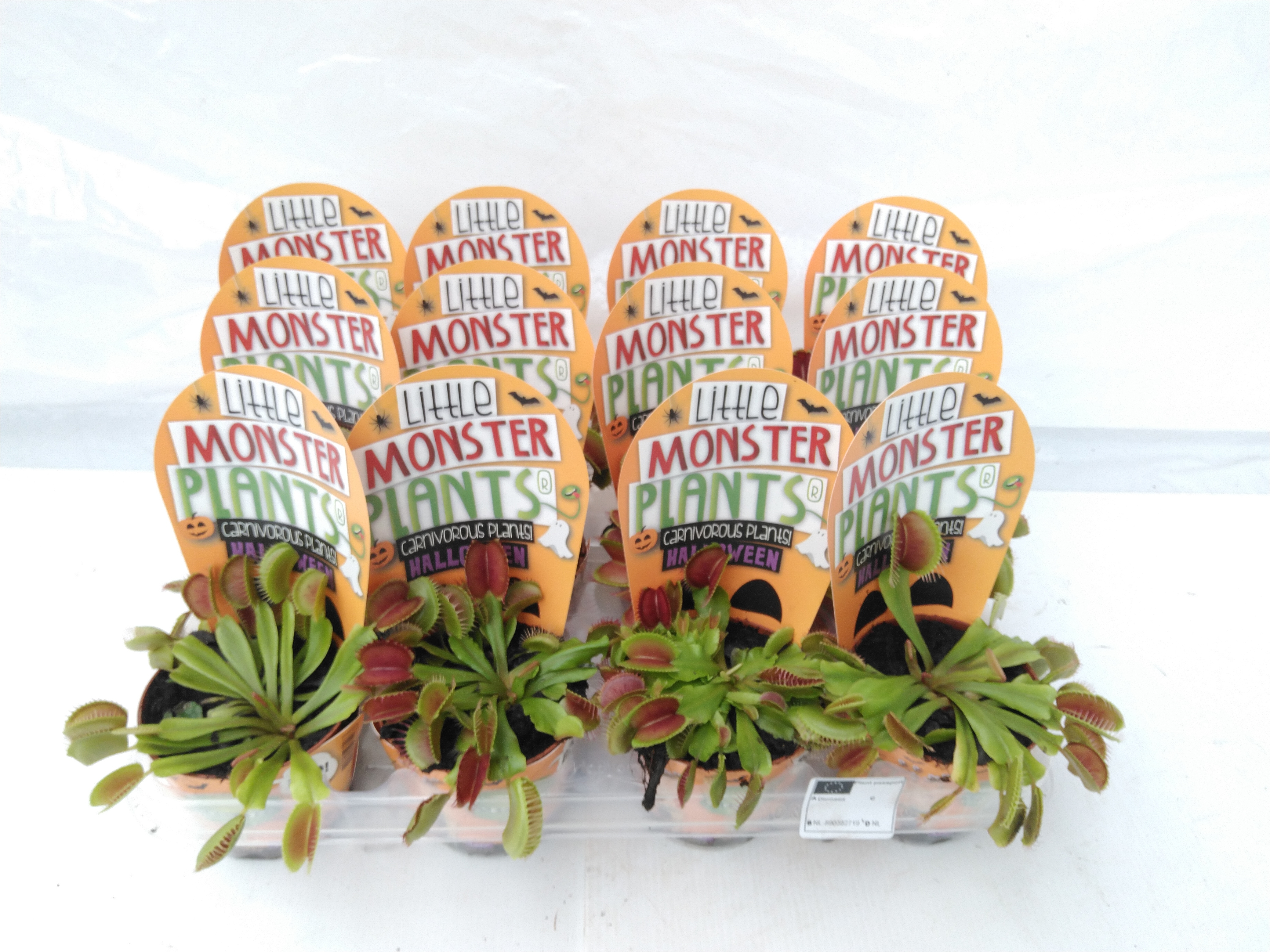 Vleesetende planten Halloween Little Monster Plants Vleesetende planten Halloween Little Monster Plants