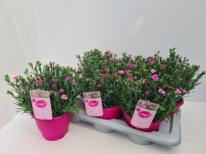 Dianthus 'Pink Kisses'