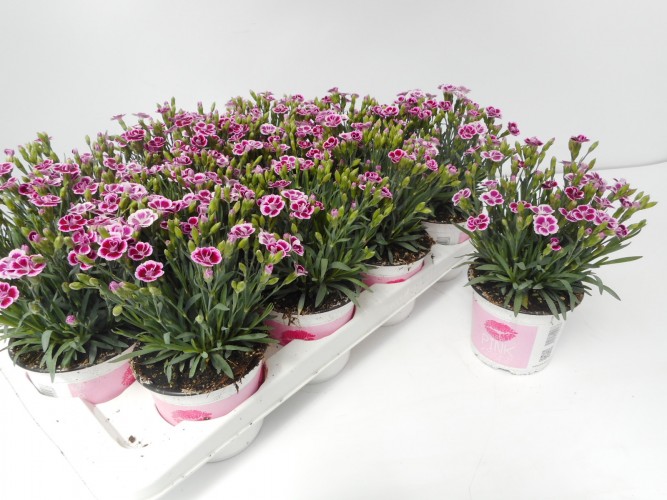 Dianthus 'Pink Kisses'