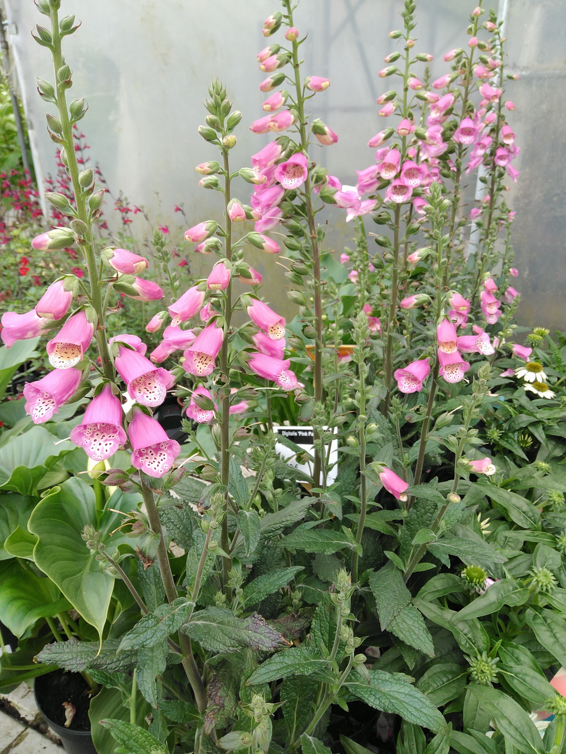 Digitalis 'Pink Panther'