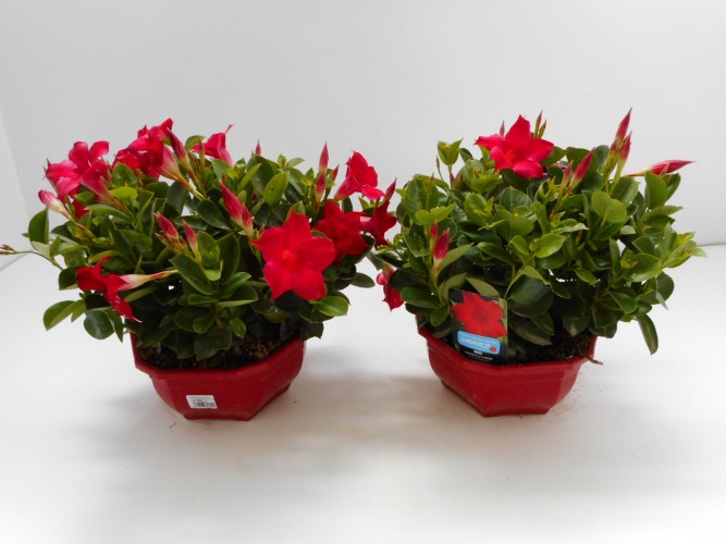 Dipladenia sundaville in coupe / schaal