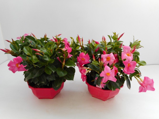 Dipladenia sundaville in coupe / schaal