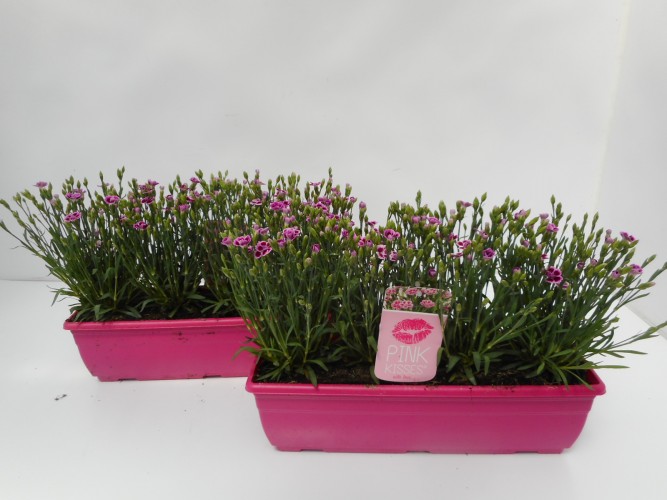Dianthus hybr. 'Pink Kisses' jardinière
