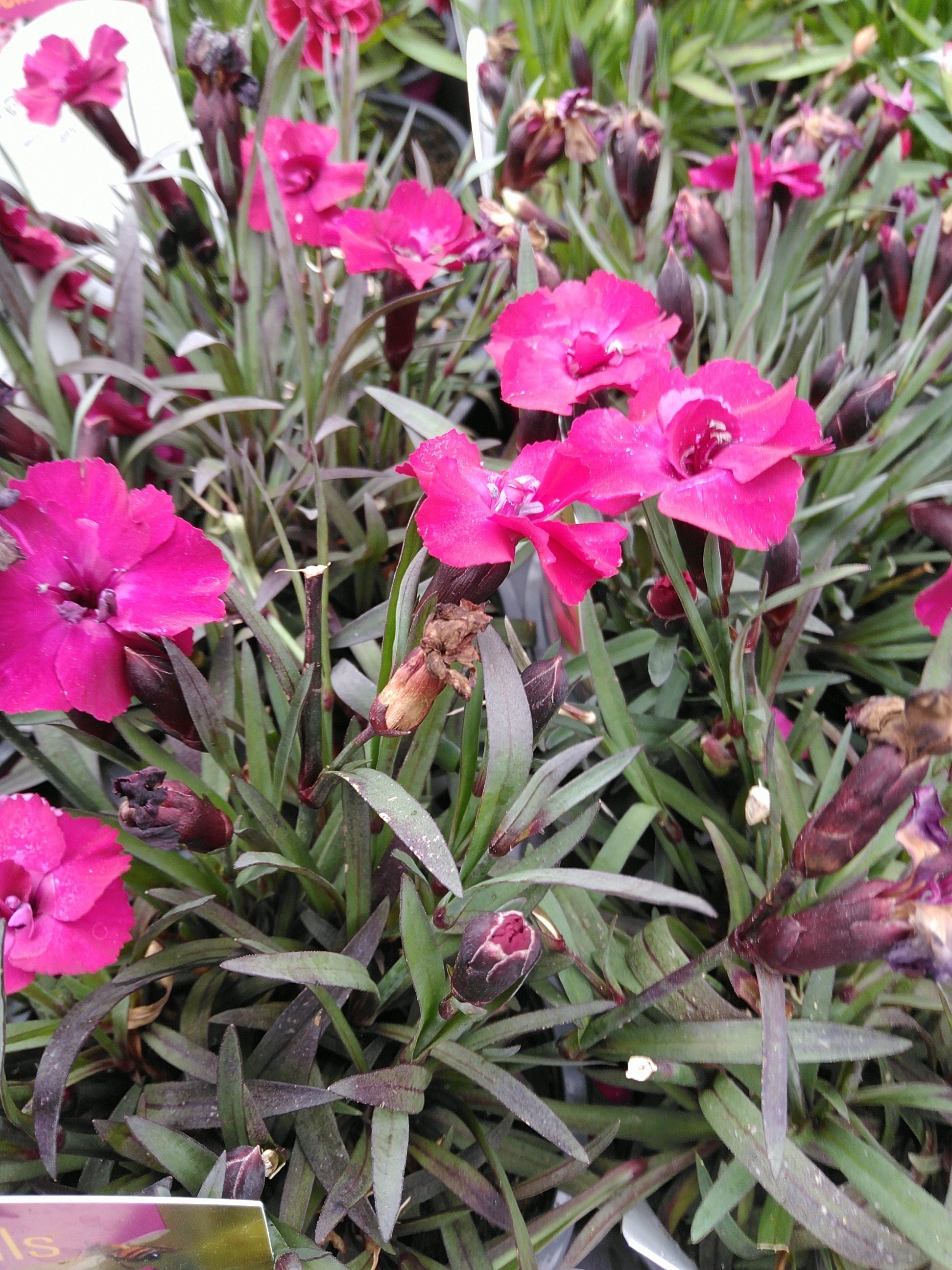 Dianthus 'Scully'