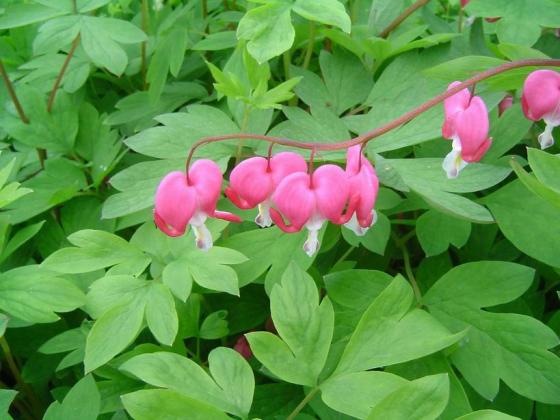 Dicentra spectabilis rose