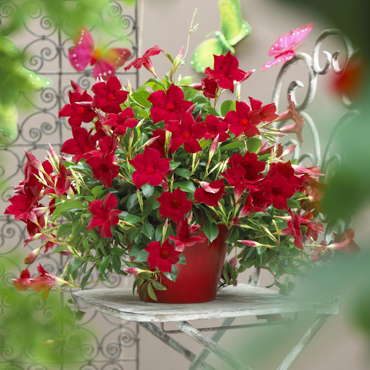 DIPLADENIA P10,5 EXTRA