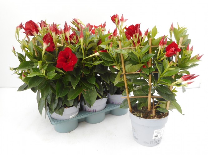 DIPLADENIA P10,5 EXTRA