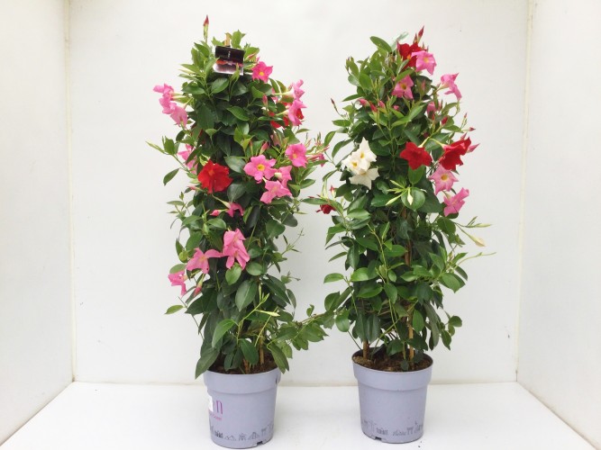 Dipladenia sundaville in kleuren aan klimrek