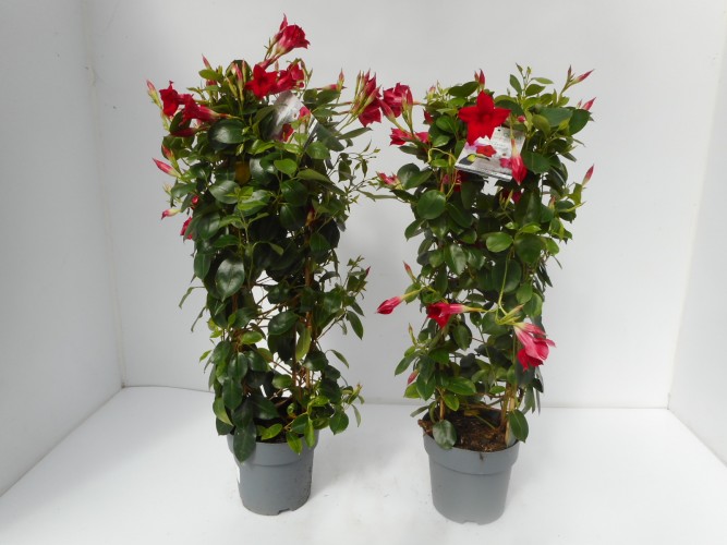 Dipladenia sundaville in kleuren aan klimrek