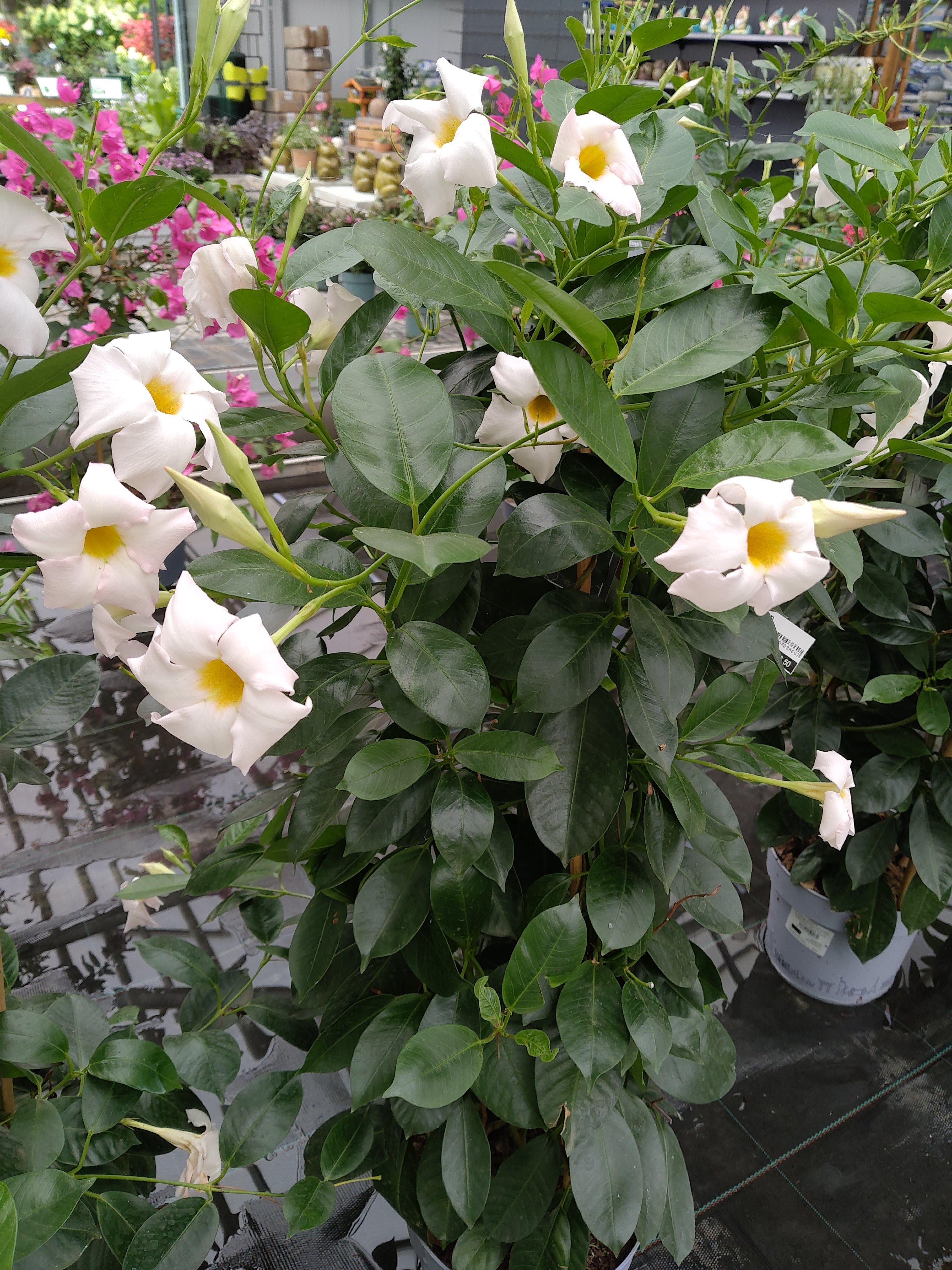 Dipladenia sundaville in kleuren aan klimrek