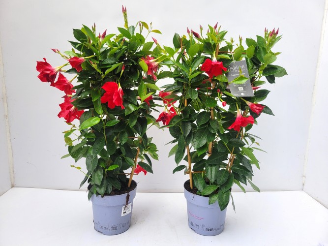Dipladenia sundaville Tropical Coast - REK Dipladenia sundaville Tropical Coast - REK