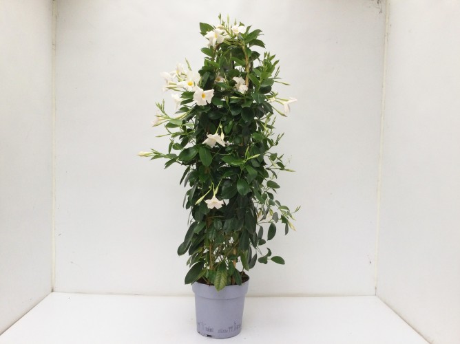 Dipladenia Sundeville Pyramide 110 cm Dipladenia Sundeville Pyramide 110 cm