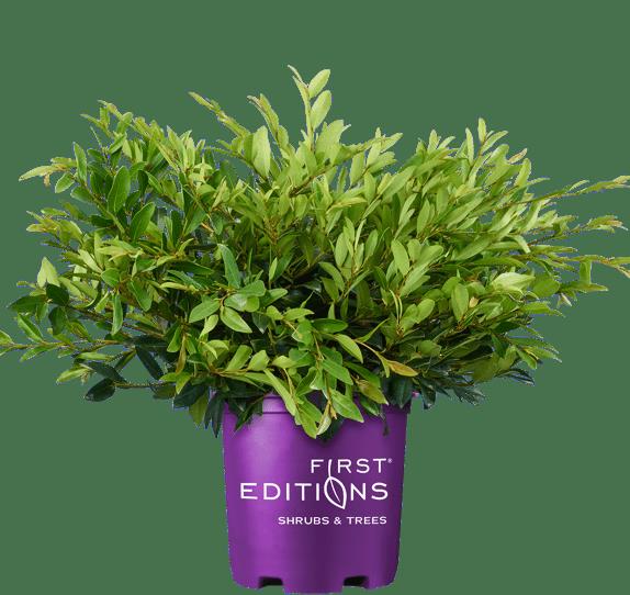 Distylium 'Vintage Jade' - First Editions ® Distylium 'Vintage Jade' - First Editions ®