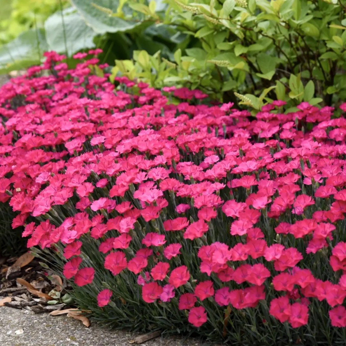 Dianthus 'Whaikiki Rose' Dianthus 'Whaikiki Rose'