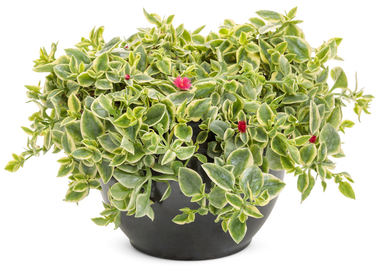 Dorotheanthus bellidiformis 'Mezoo Trailing Red'