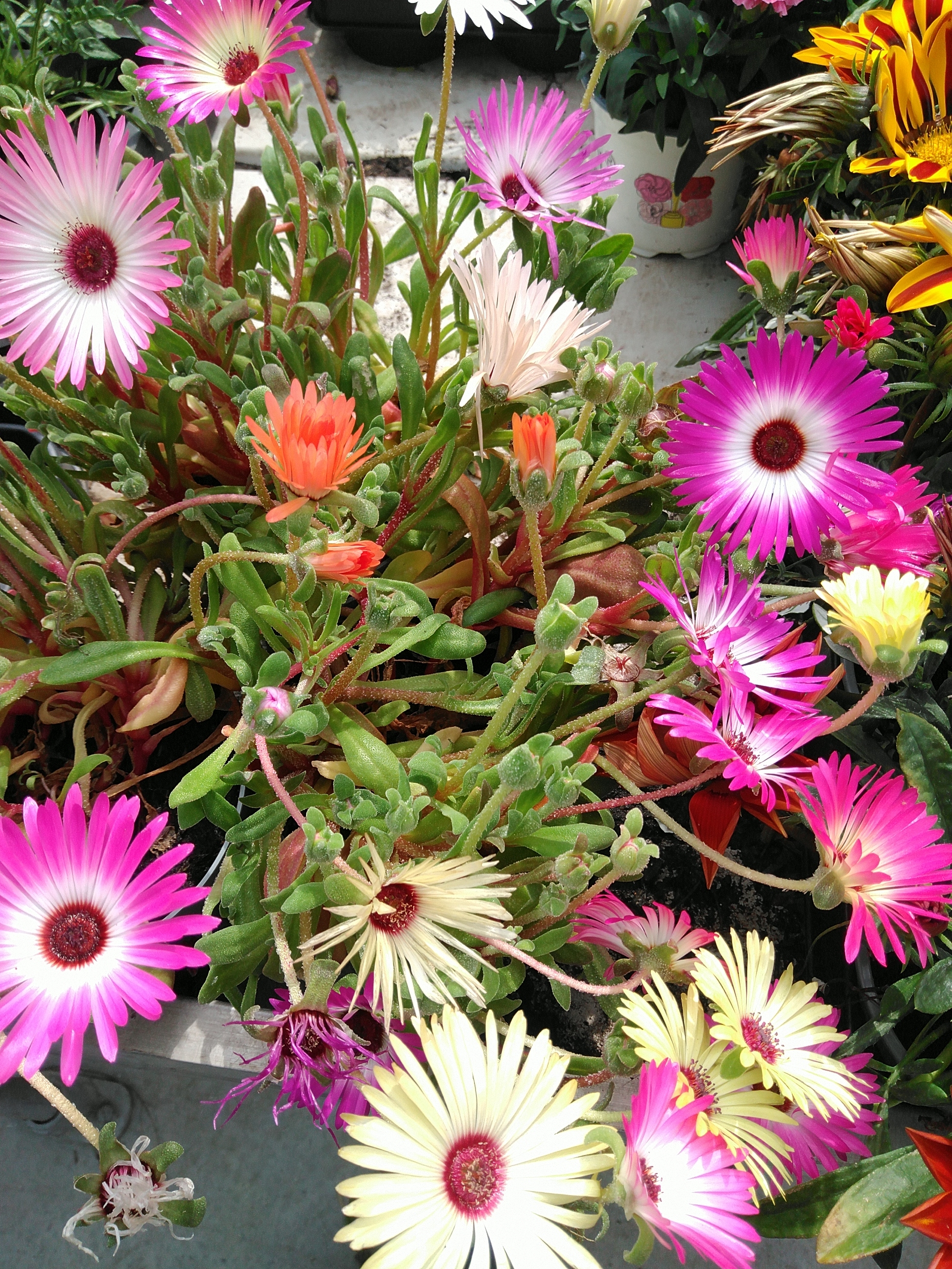 Dorotheanthus bellidiformis - IJsbloem 