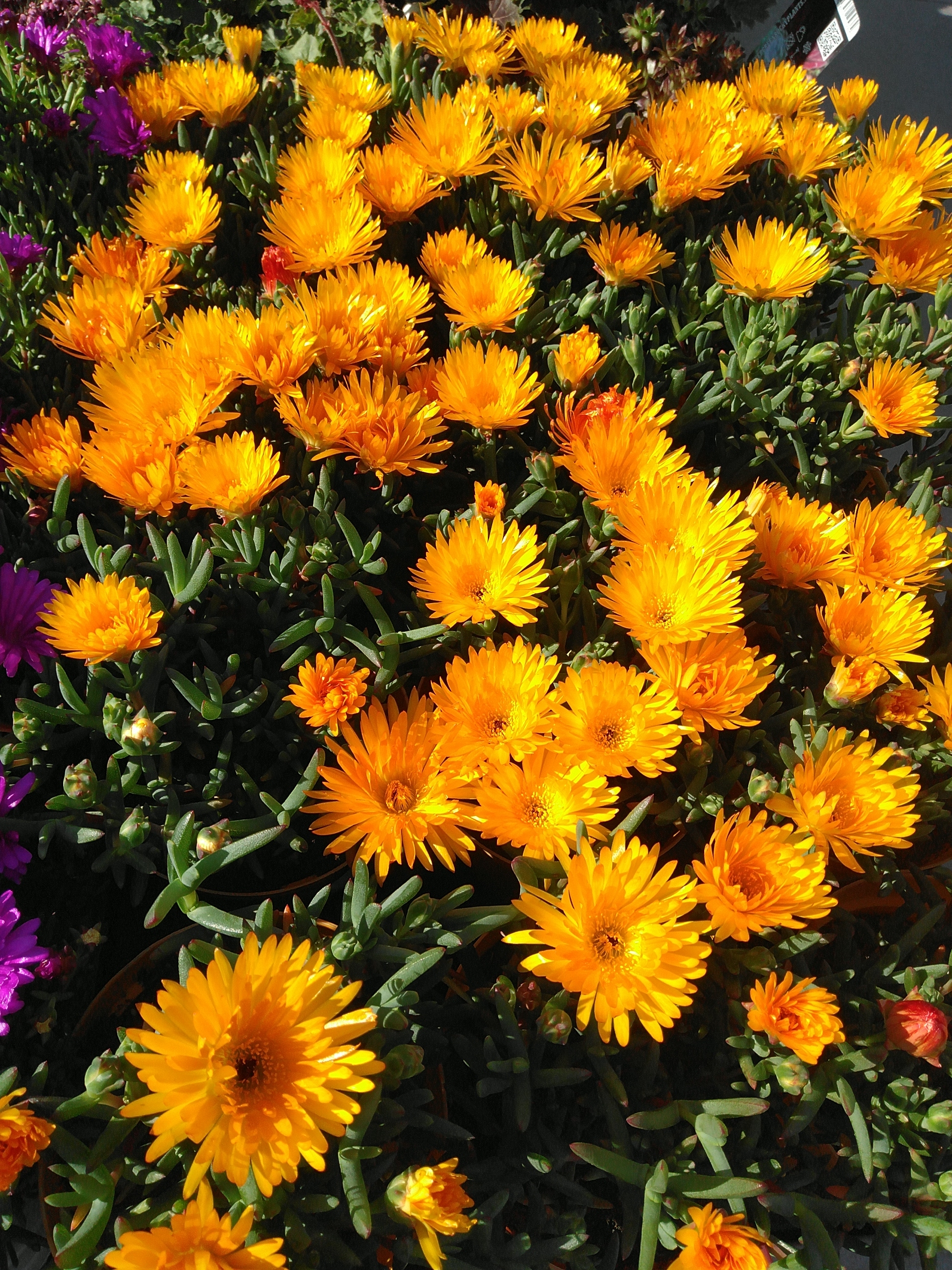 Dorotheanthus bellidiformis - IJsbloem 