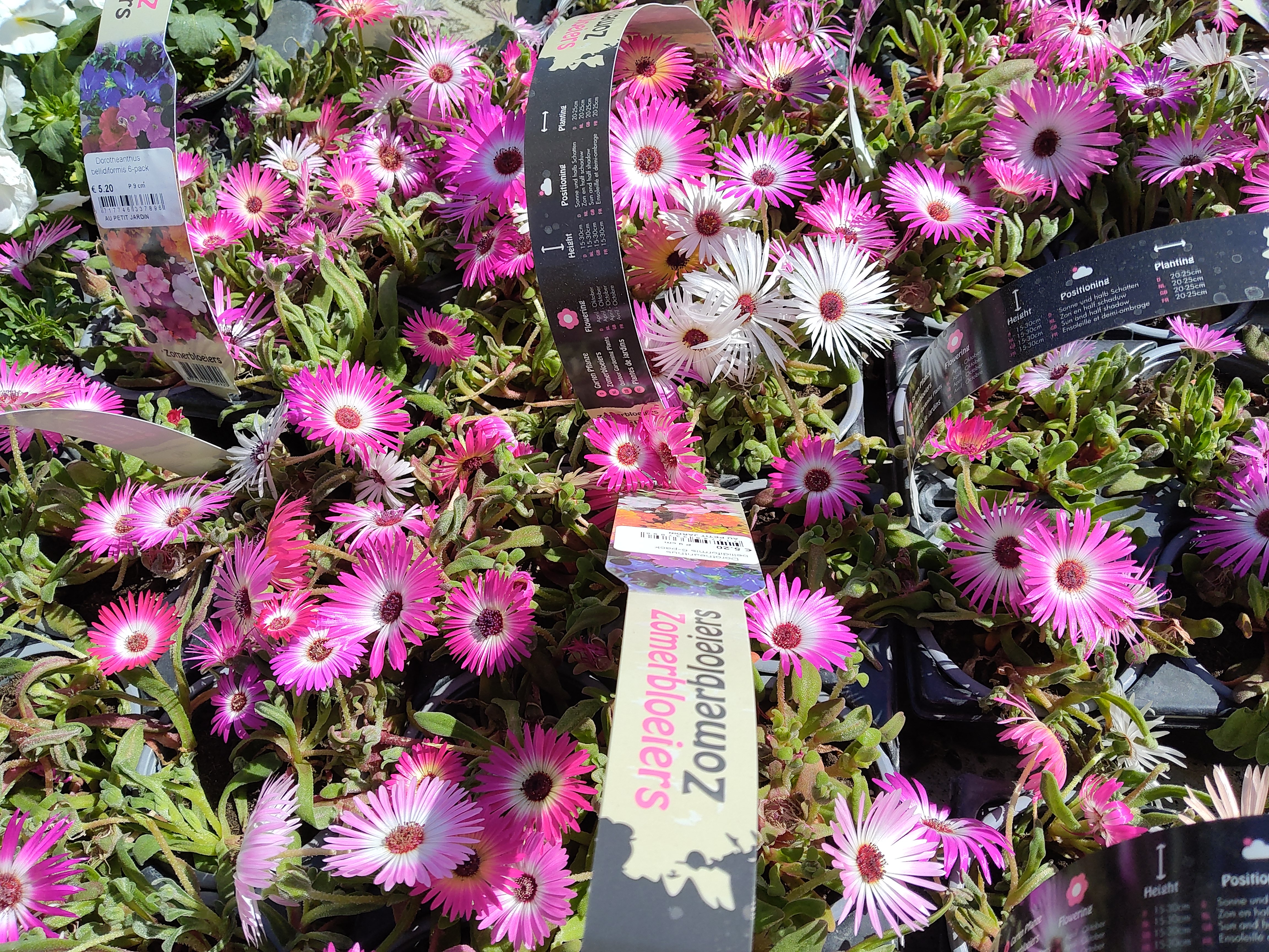 Dorotheanthus bellidiformis 6-pack
