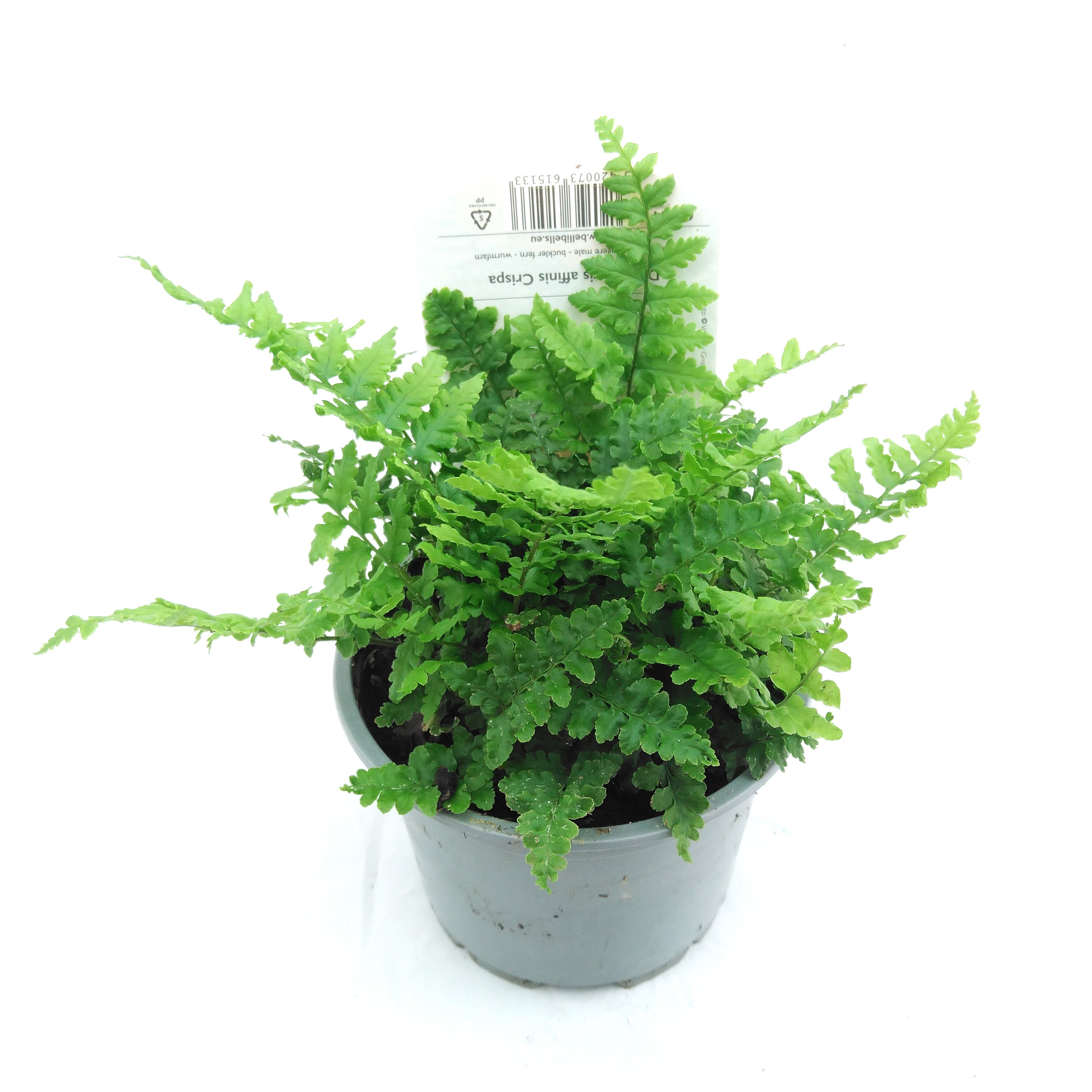 Dryopteris affinis 'Crispa'