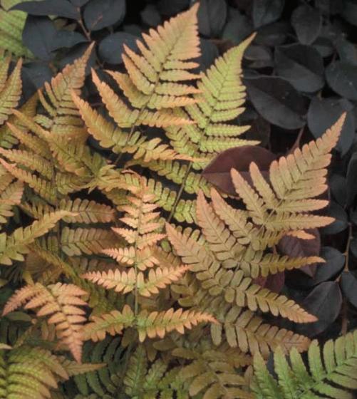 Dryopteris erythrosora 'Autumn' Dryopteris erythrosora 'Autumn'