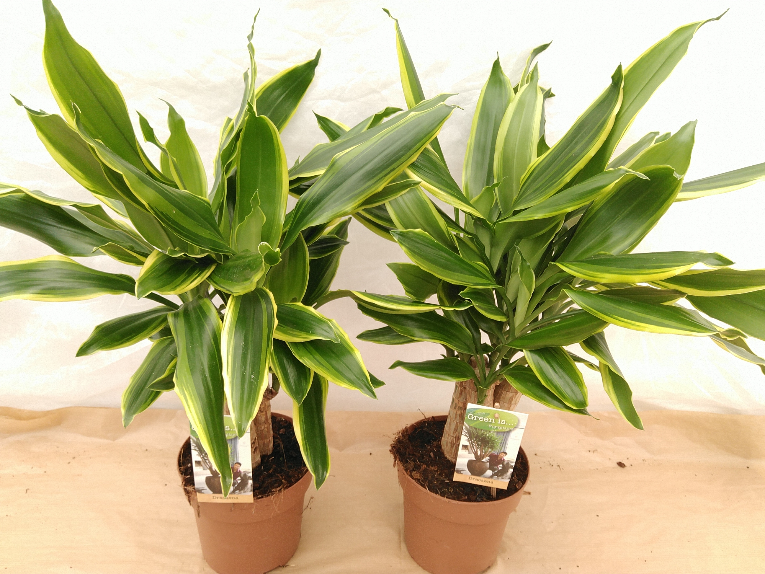 Dracaena frag. 'Golden Coast' Carroussel Dracaena frag. 'Golden Coast' Carroussel