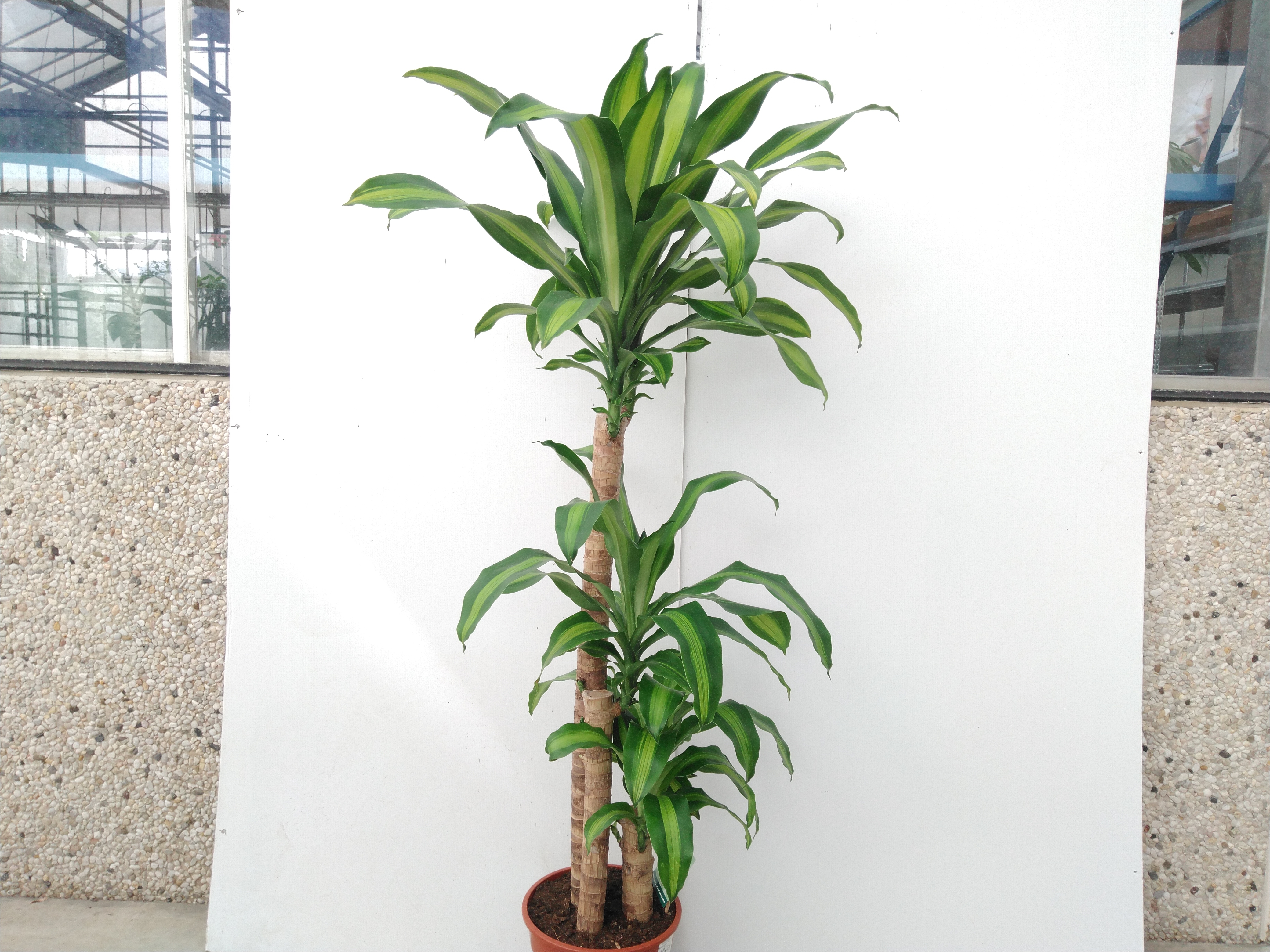 Dracaena frag. 'Massangeana' 90-45-20 2+ kop Dracaena frag. 'Massangeana' 90-45-20 2+ kop