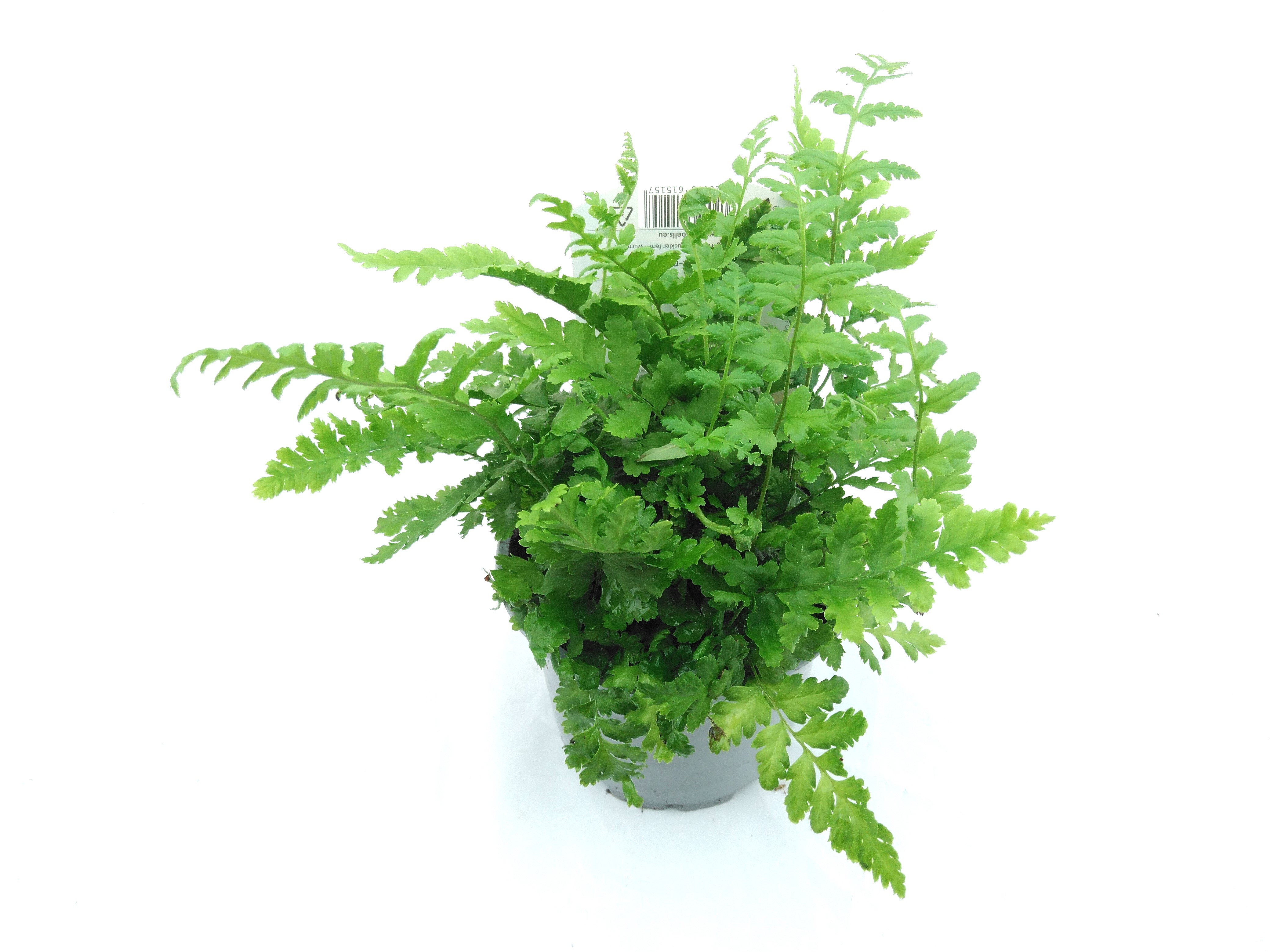 Dryopteris f.-m. 'Mexica' Dryopteris f.-m. 'Mexica'