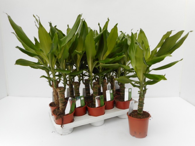 Dracaena fragrans groen - vert Dracaena fragrans groen - vert