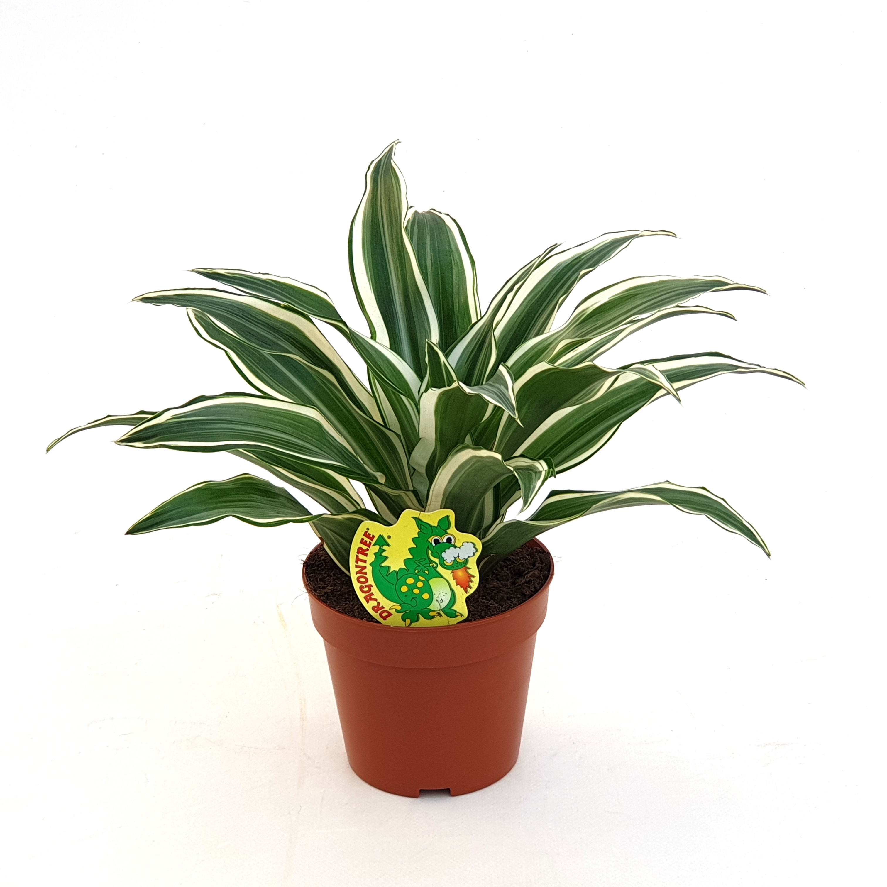 Dracaena frag. 'White Jewel'