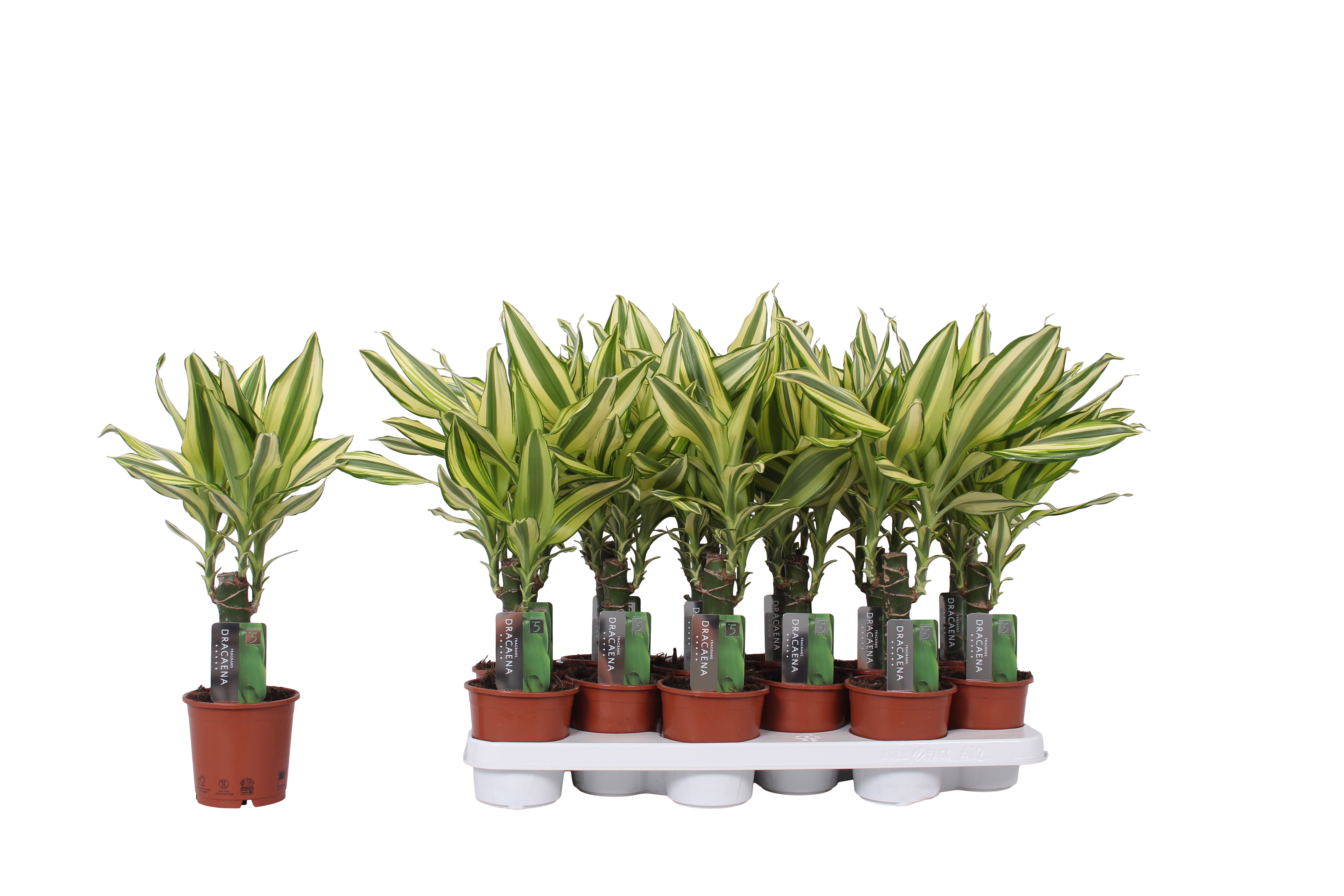 Dracaena frag. 'Yellow Coast'