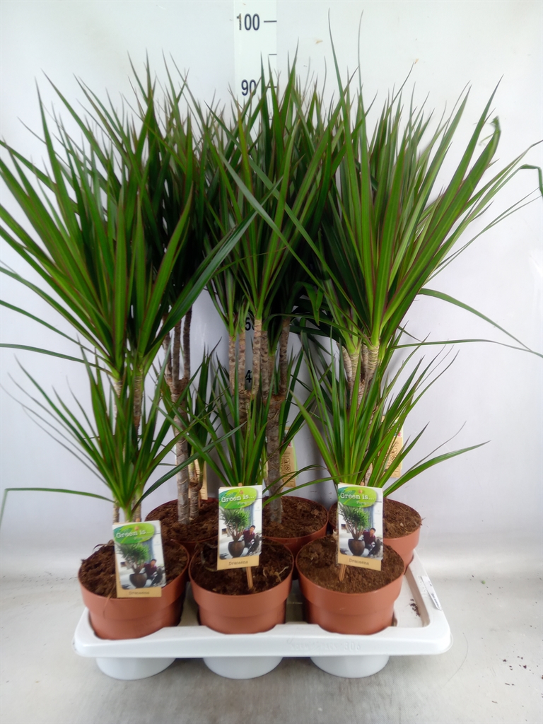 Dracaena marg. 30-15