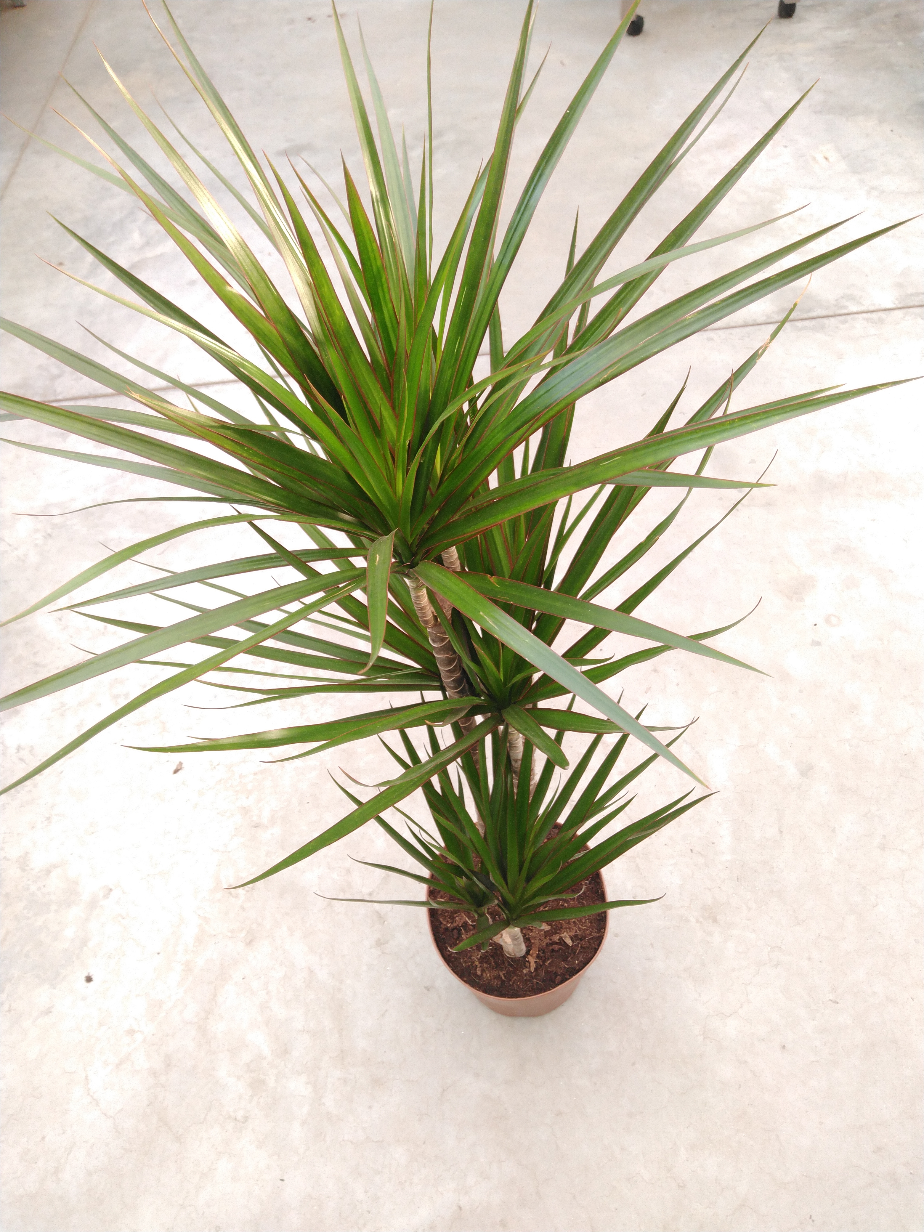 Dracaena marg. 30-10 3+ kop