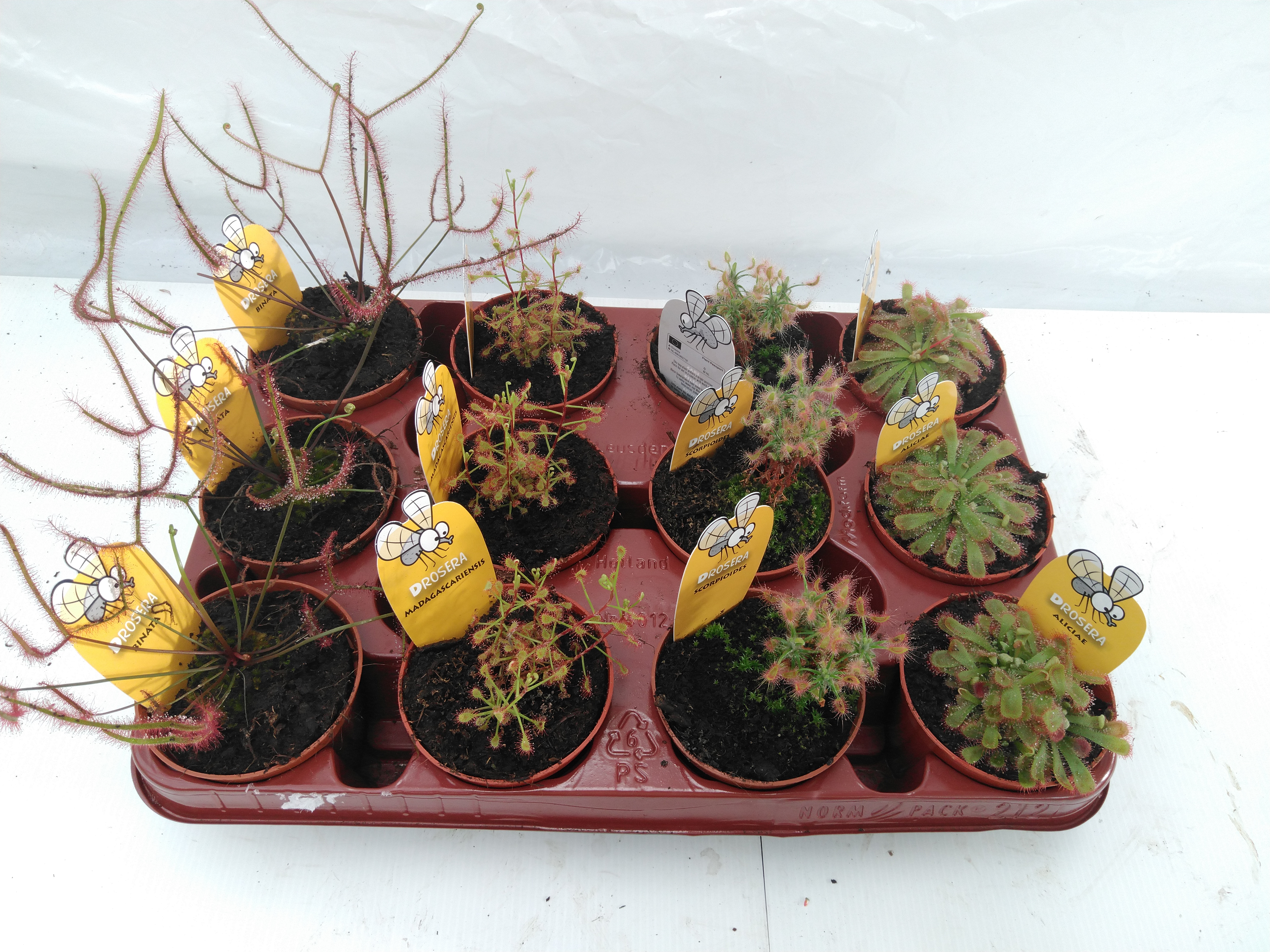 Drosera mixtray