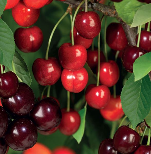 Prunus avium 'DUOKERS'