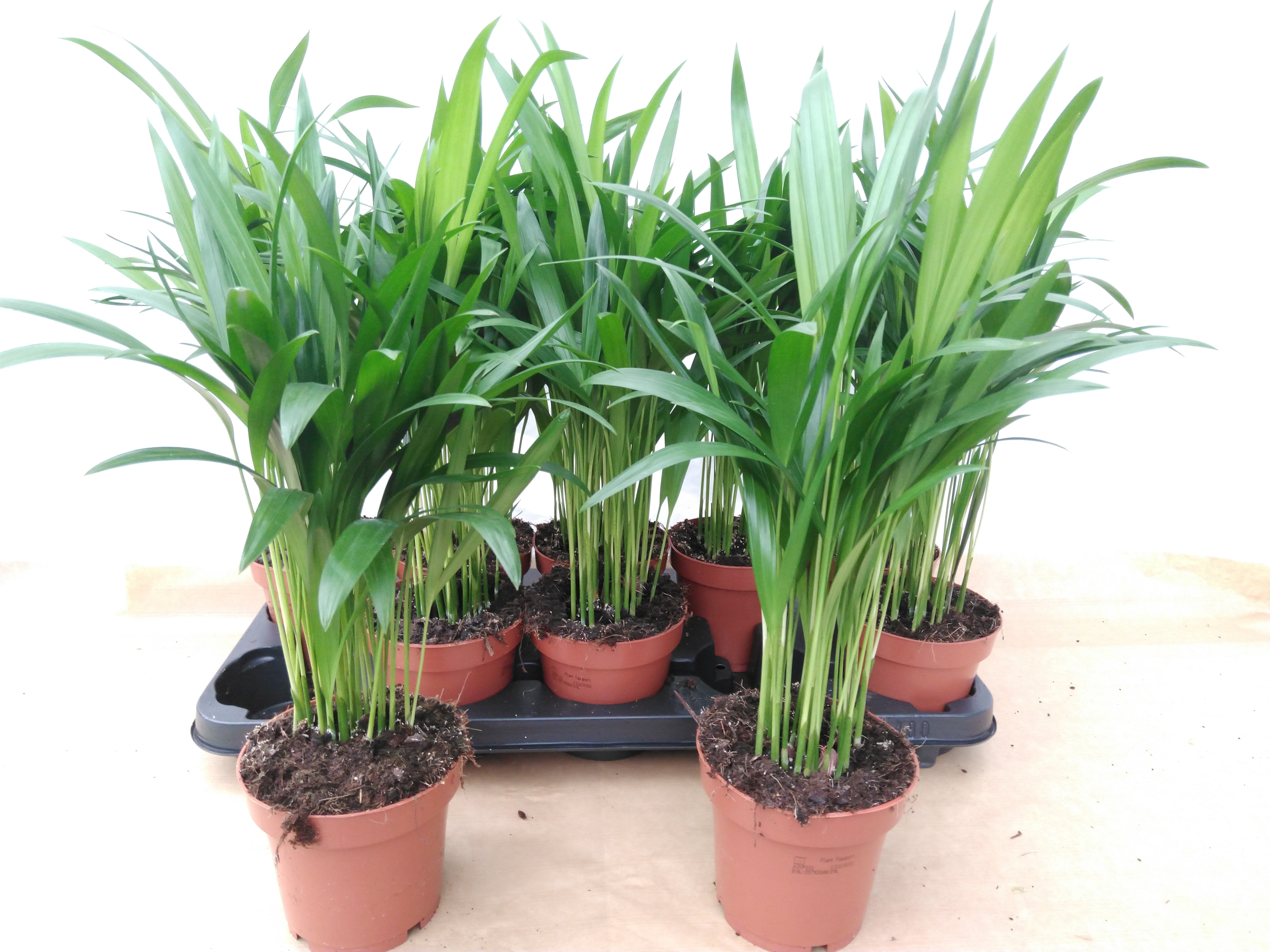 Dypsis lutescens - Chamaedorea
