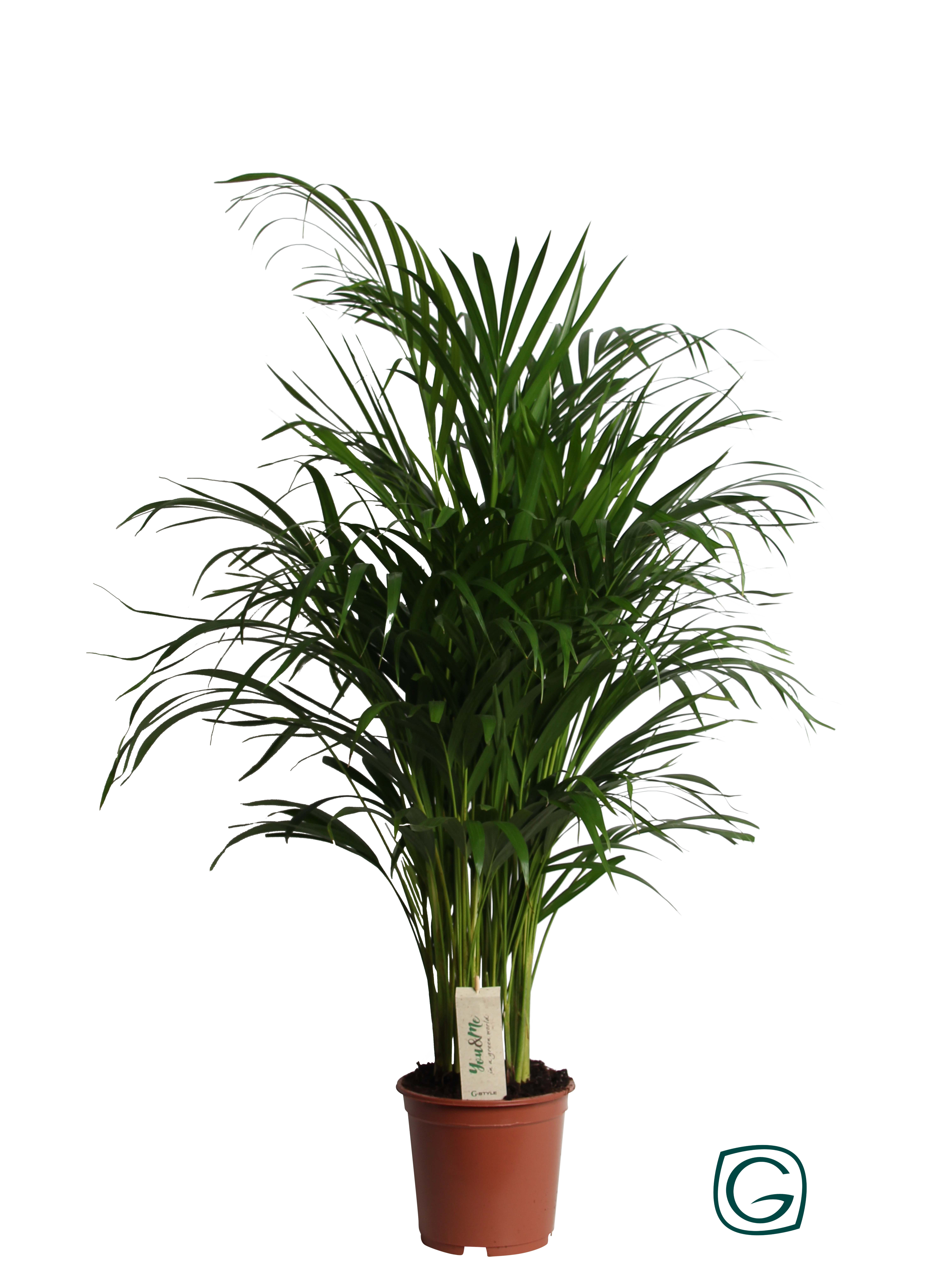 Dypsis lutescens - Chamaedorea