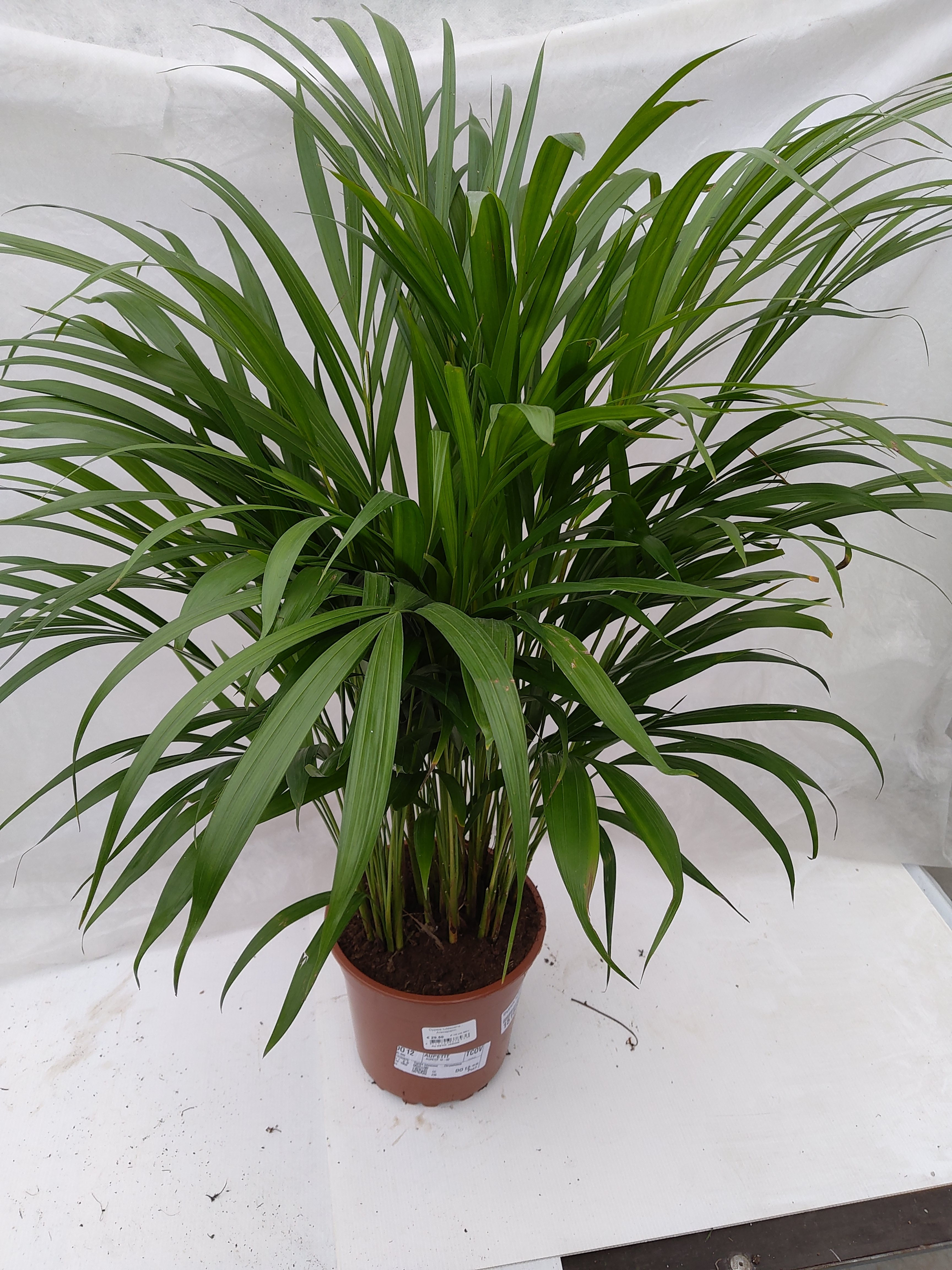 Dypsis lutescens - Chamaedorea