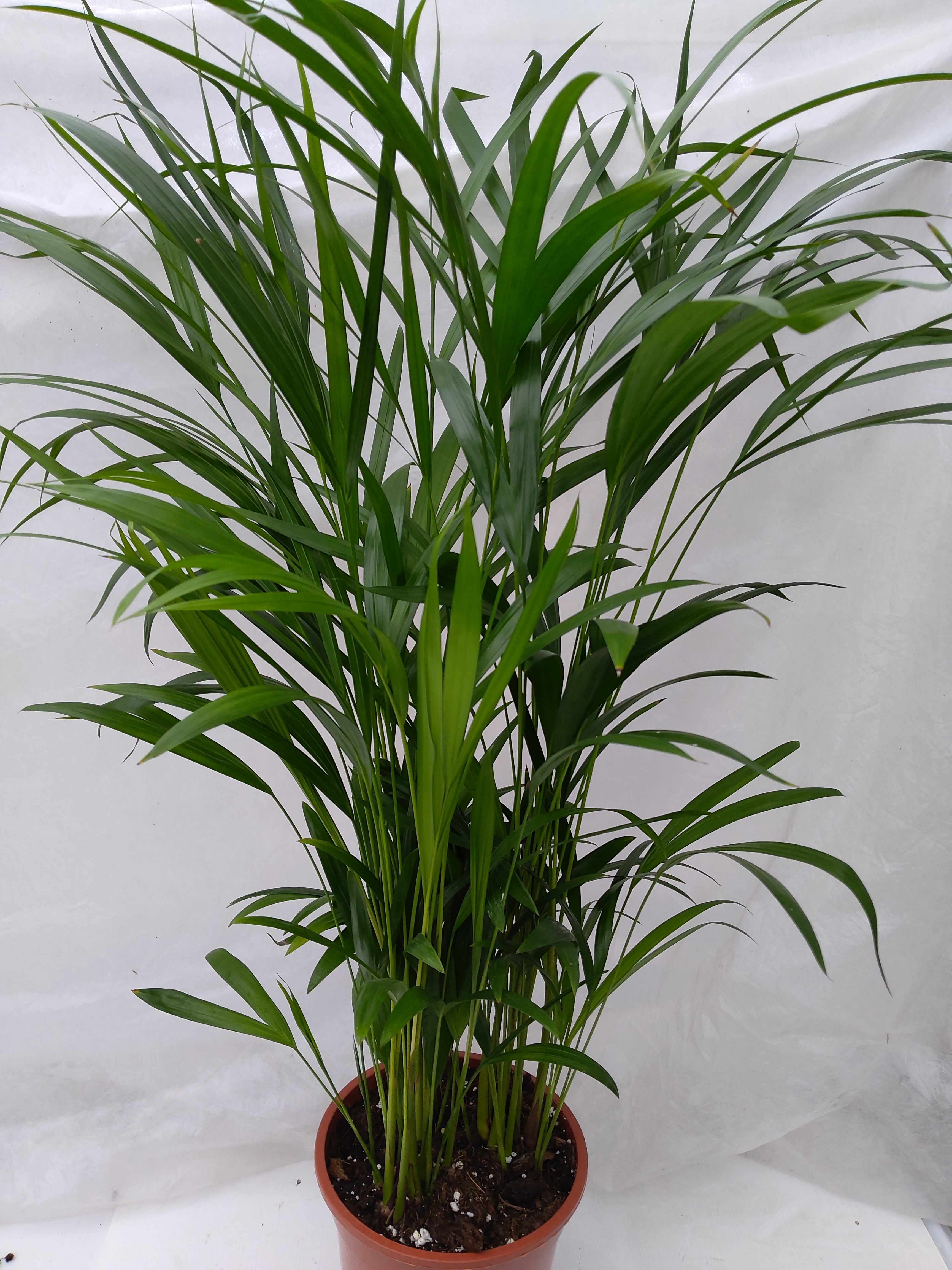 Dypsis lutescens - Chamaedorea