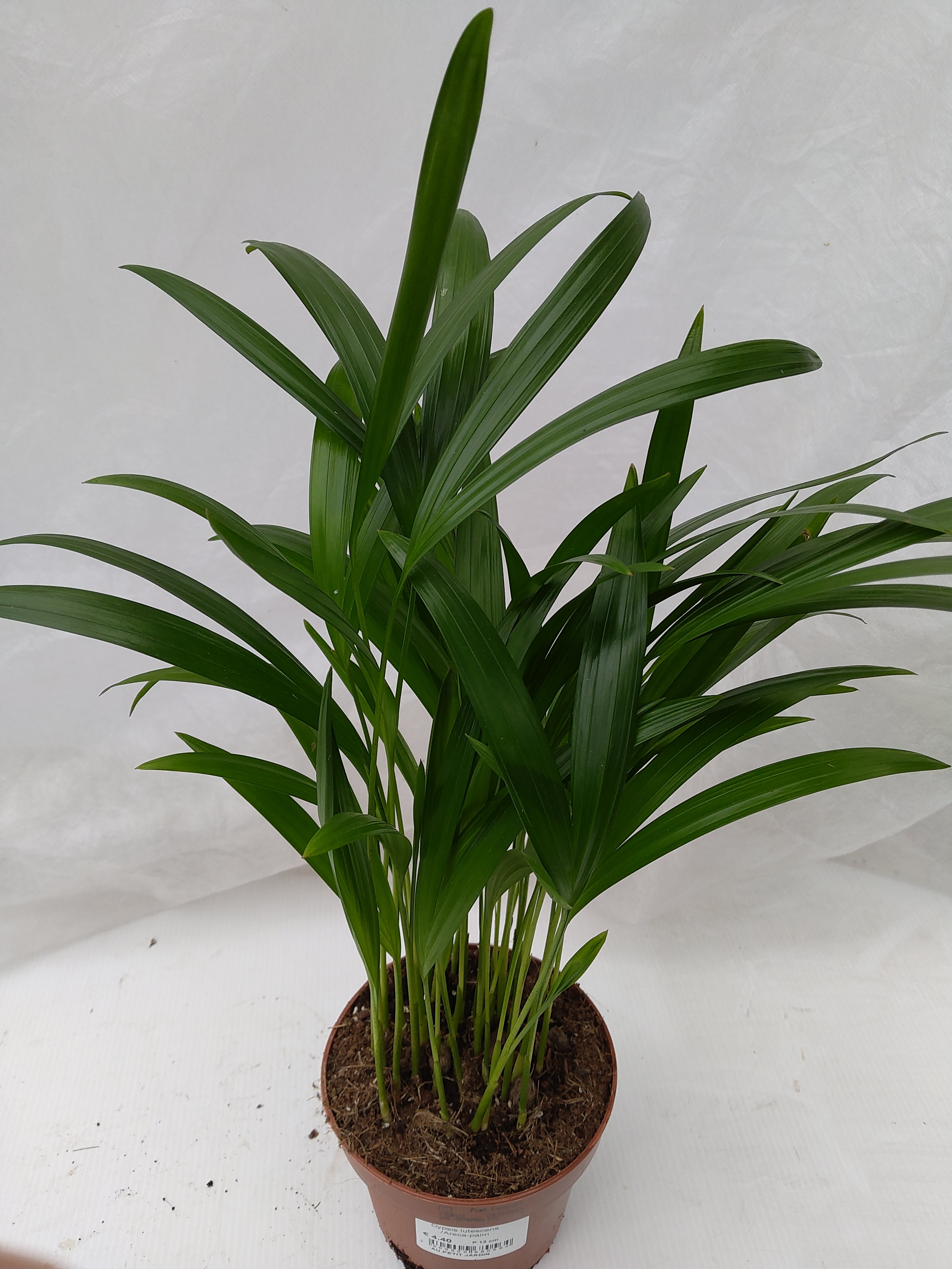 Dypsis lutescens - Chamaedorea