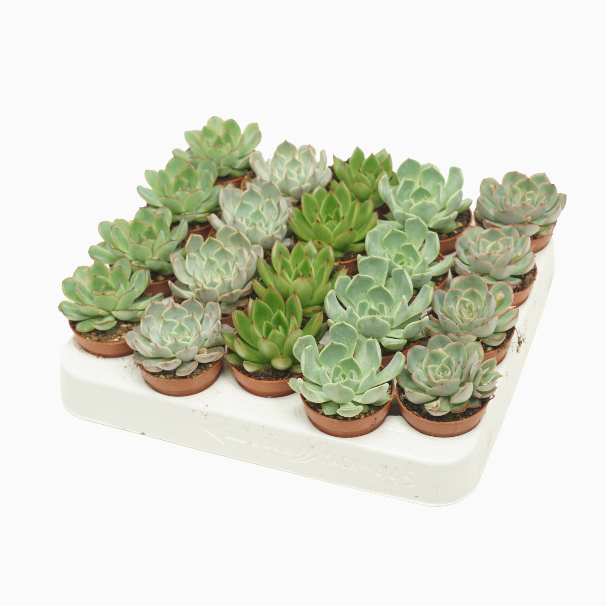 Echeveria mix 