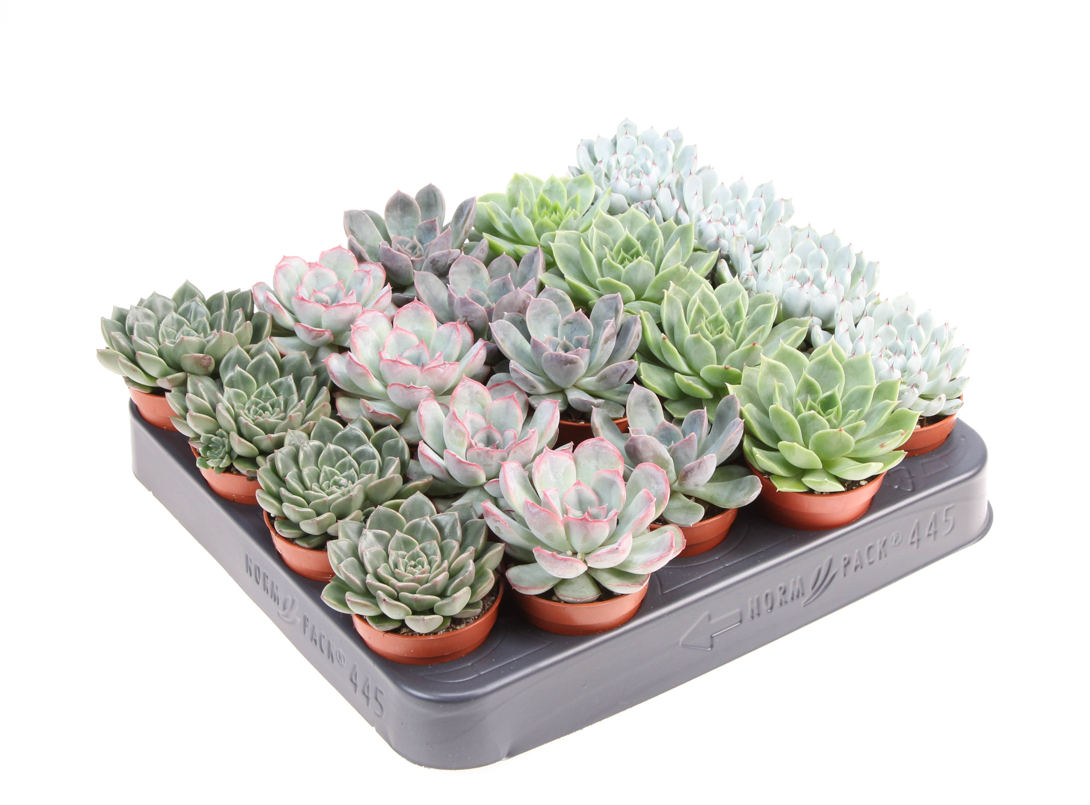 Echeveria mix 